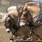 Cedar Mountain Farm