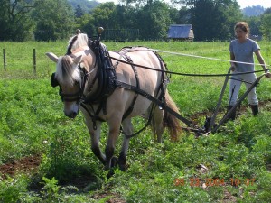 Kerry Plowing with Horse Kerry Gewalt and Horse Plowing