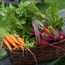 What are you harvesting?