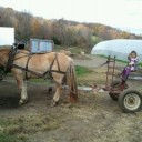 Maeve on Horse-Drawn Plow