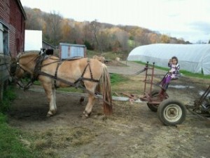 Maeve on Horse-Drawn Plow