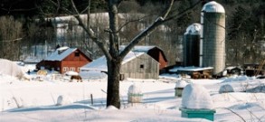 Winter Scene from Bee Hives