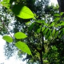 Andaman Forest, a Natural System, by Anna da Costa