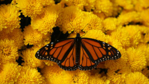 butterfly on yellow flowers, view from above