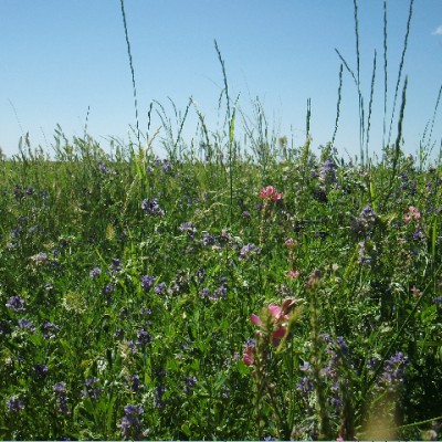 flowers in a meadow