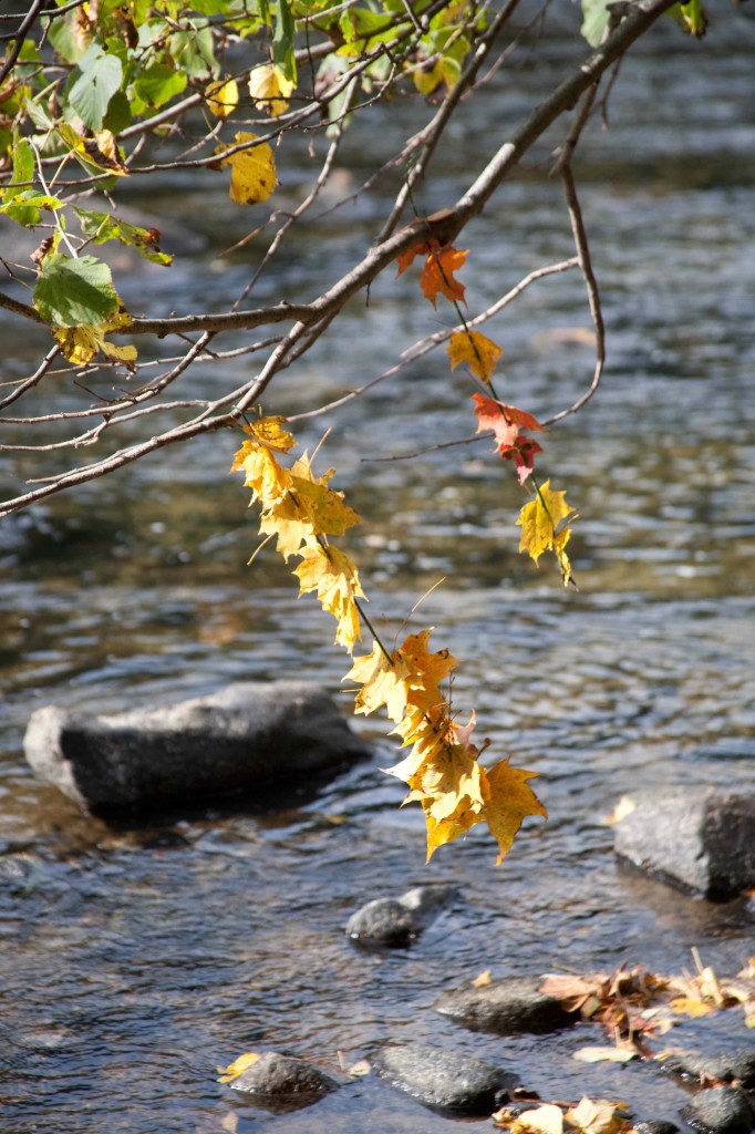 leaves on a branch over a river