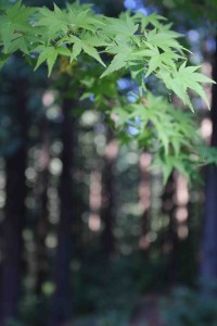 close up of tree leaves in a forest