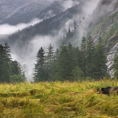 misty mountainside